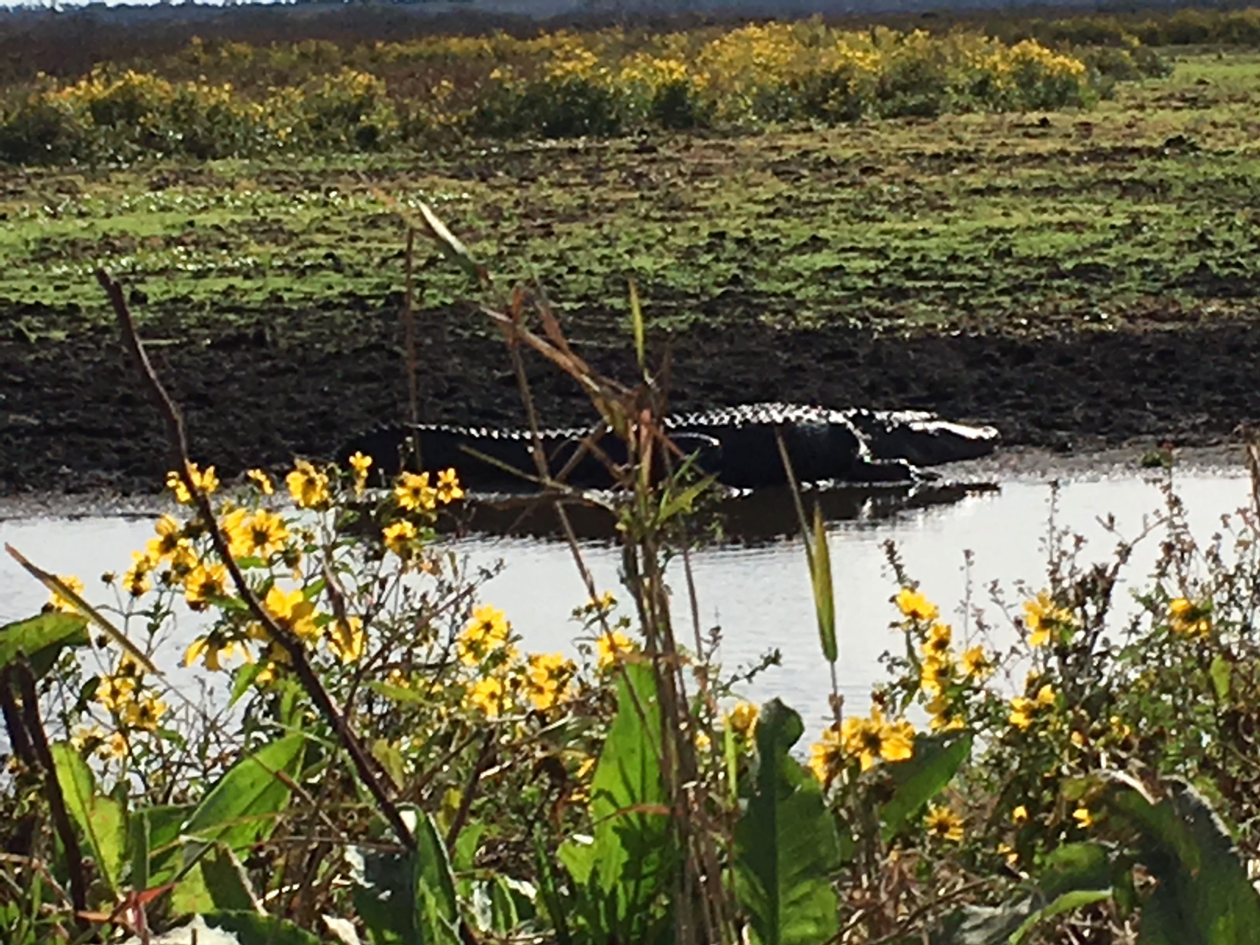 Alligator in water behind yellow flowers