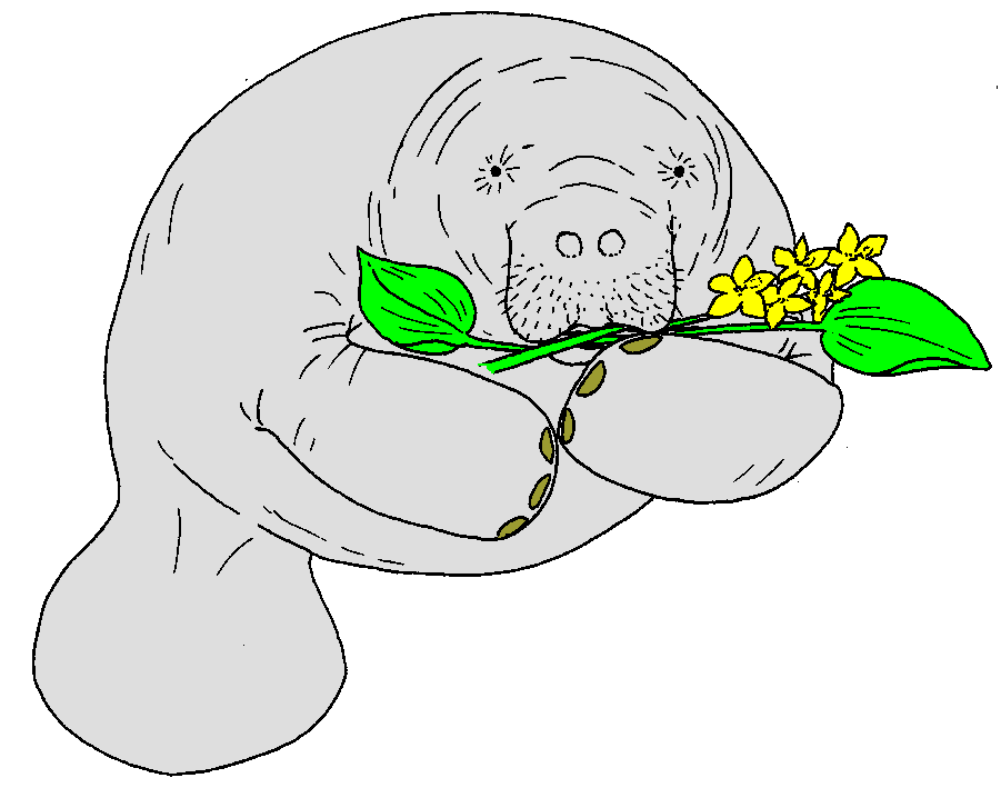 cute manatee eating leaves