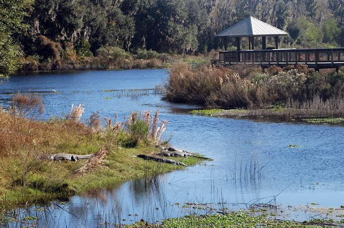 A lake with gators on La Chua trail